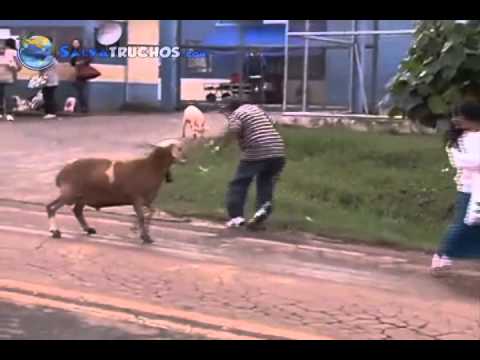 VIDEOS CHISTOSOS – VIDEOS DE RISA – VIDEOS GRACIOSOS – CABRA LOCA SUELTA