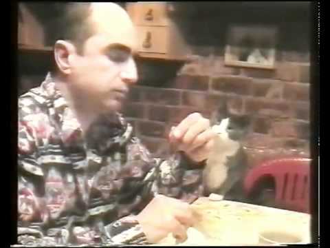 gato usa gestos para pedir comida