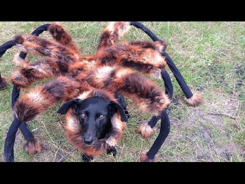 perro disfrazado de araña mutante gigante