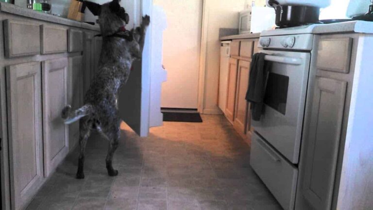 Entreno a su perro para que le traiga cerveza