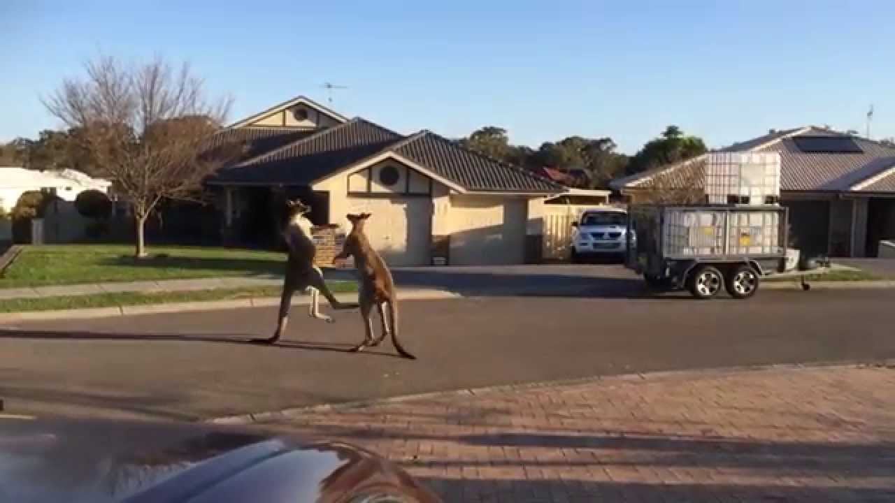 dos canguros peliando en calle de australia