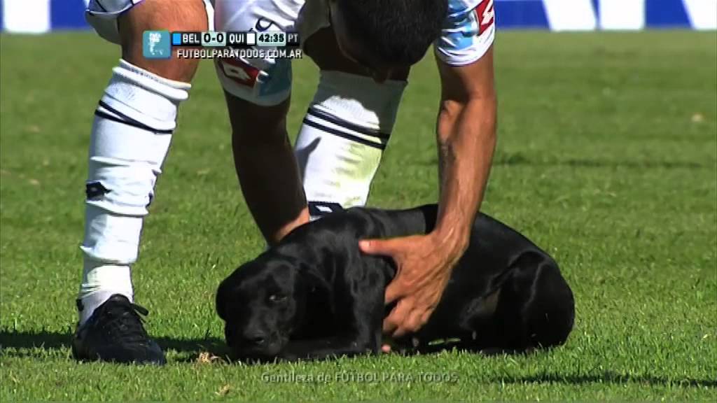 Una perra entra en pleno partido y mira lo que hacen los jugadores