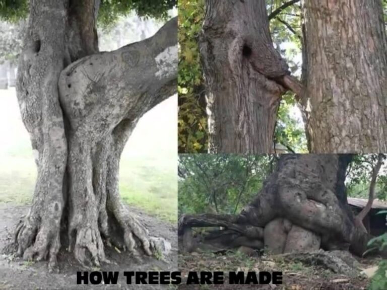 Las 50 mejores ilusiones opticas