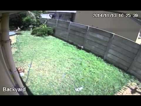 Mini perro contra ladron