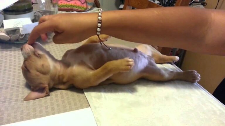 Ocho leones vs un puercoespin quien gana