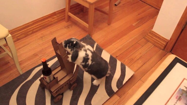 Conejo lleva cerveza a su dueño