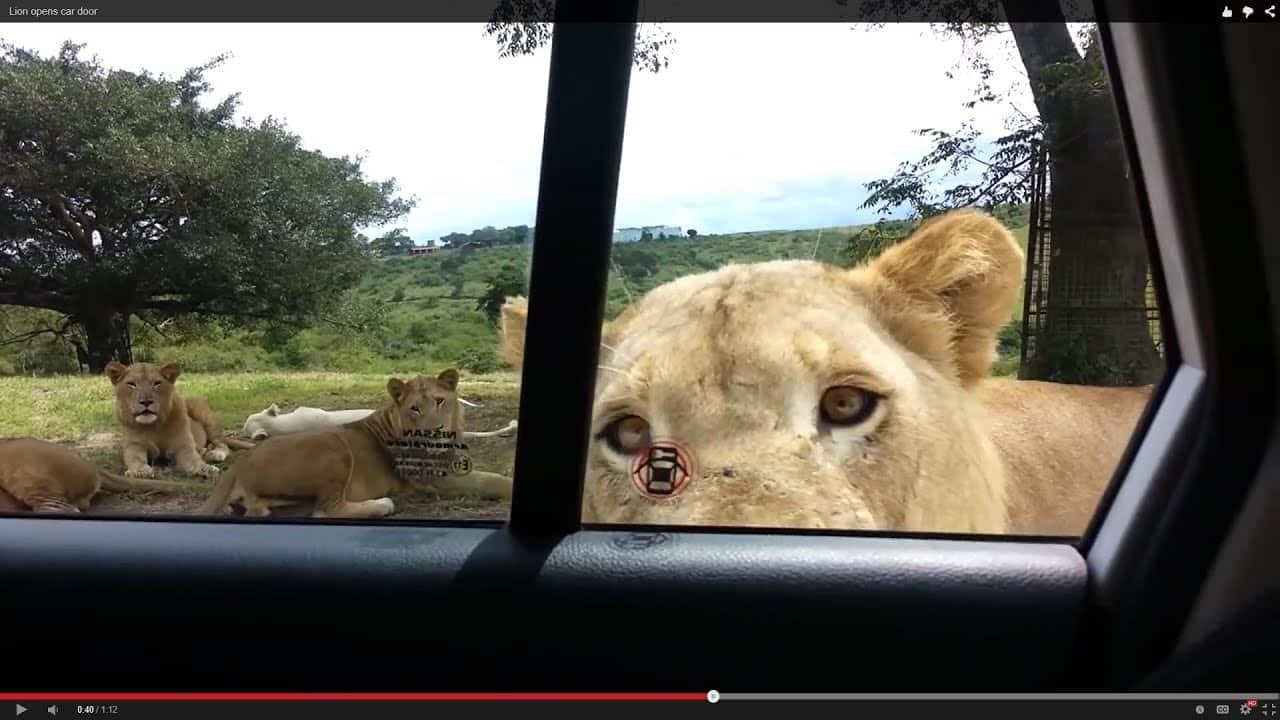 Leon abre puerta de un carro en un safari