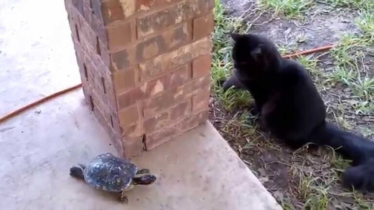 Gato y tortuga Jugando a las cogidas