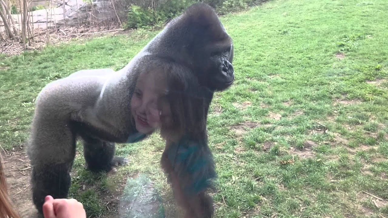 Gorila ataca a niña en zoologico