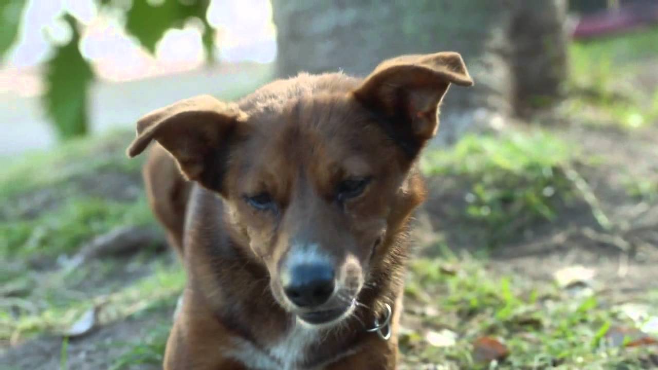Donacion de organos «El hombre y el perro»