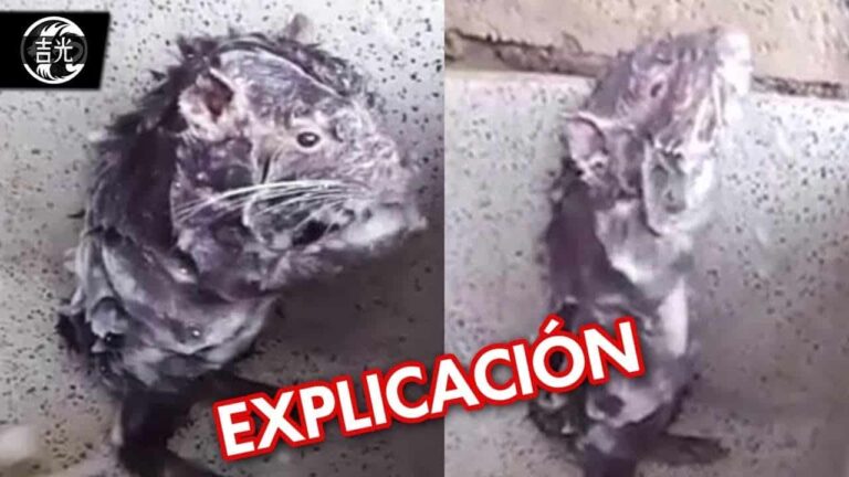 Rata bañandose explicacion