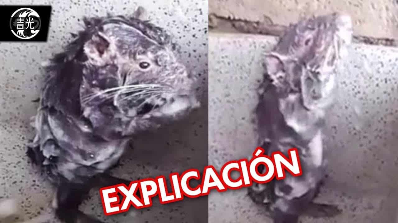 Rata bañandose explicacion