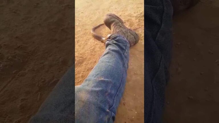 Se le mete culebra entre el pantalon