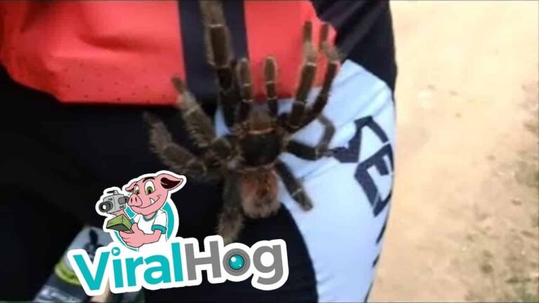 Tarantula le sube por la pierna sorpresivamente