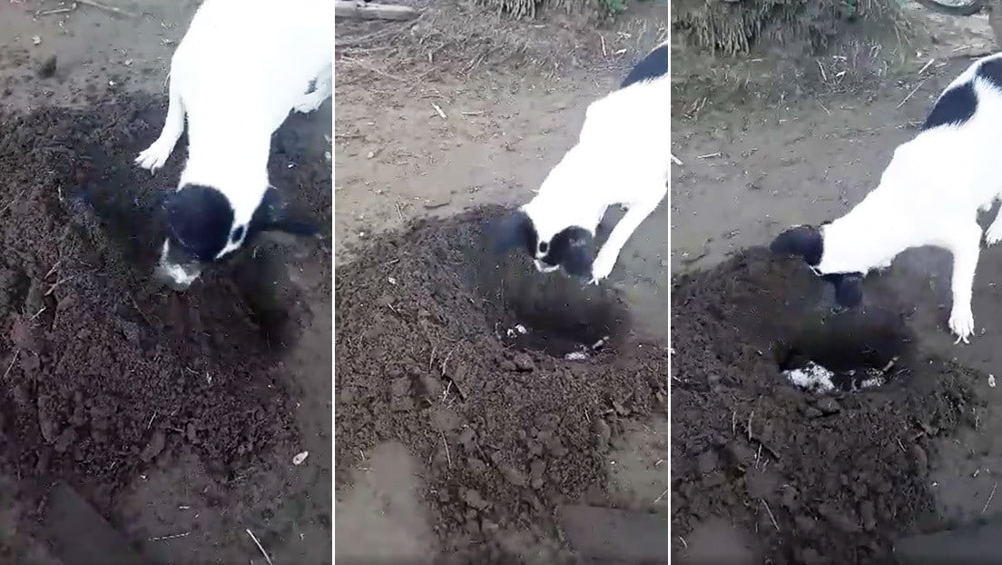 Perra abre hueco para enterrar su cachorro sin vida