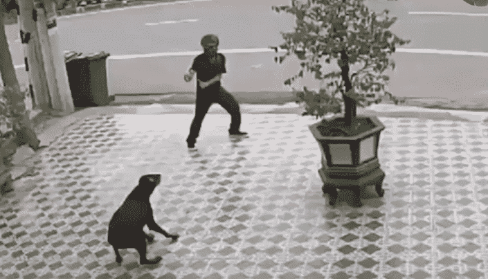 Con pasos de Karate se defiende ante el ataque de par de perros bravos