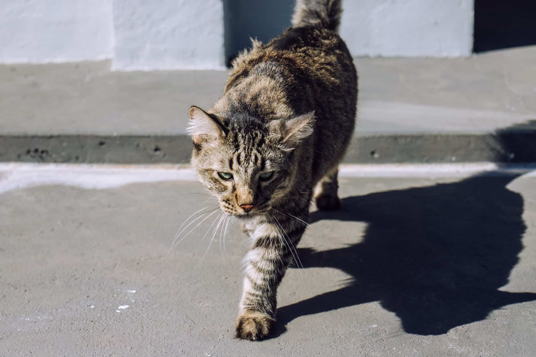 Gato cae desde gran altura sobre hombre y lo deja inconsciente