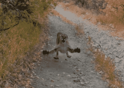 Graba con su celular como un puma lo sigue por mas de 6 minutos