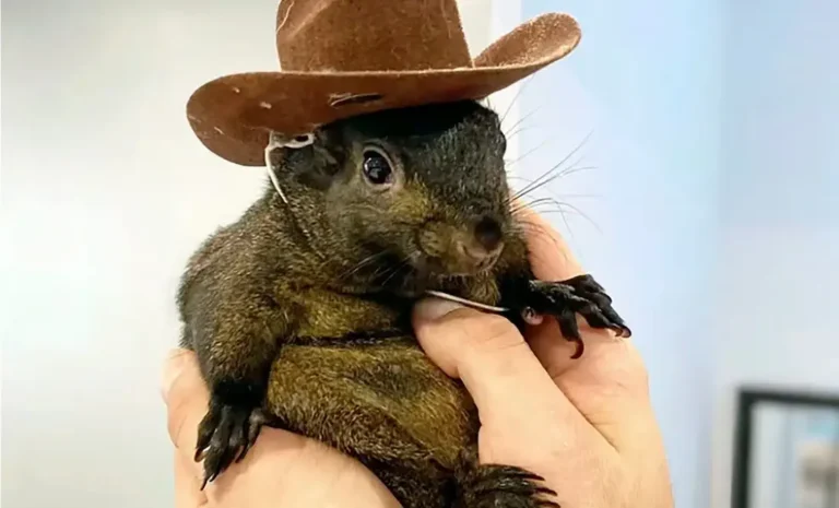 La Ardilla Influencer Peanut Sacrificada en Nueva York: Una Historia Trágica