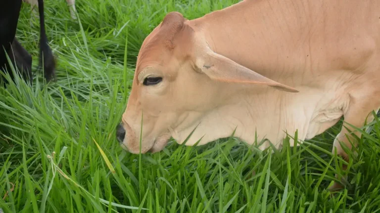 Departamentos de Colombia con más vacas que gente: Un análisis detallado