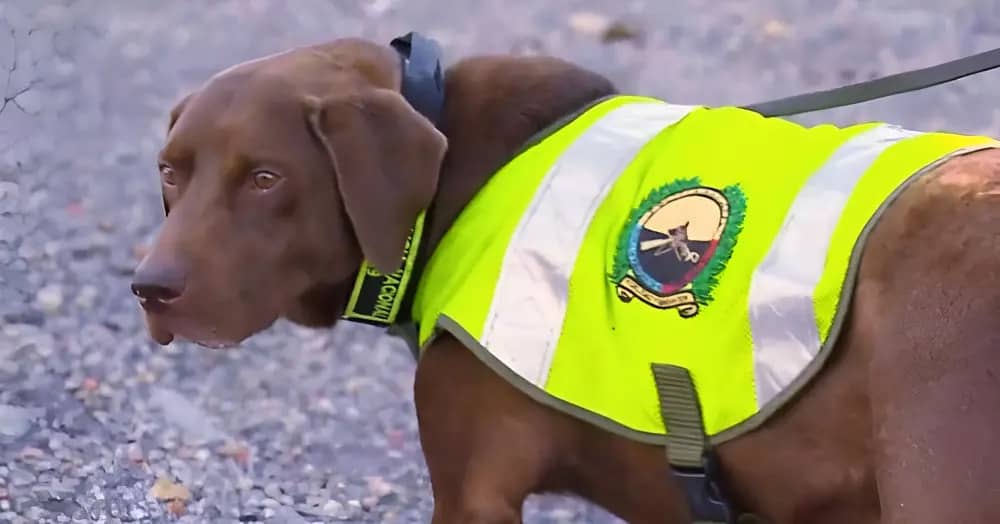 Rigo, Perro Policía de Presidencia, le harán Eutanasia 1 Rigo el perro policia