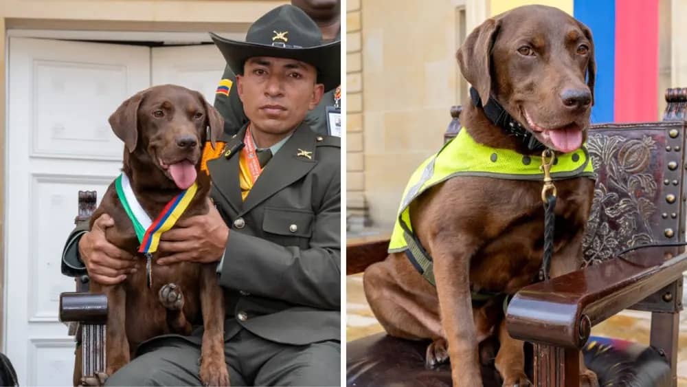Rigo, Perro Policía de Presidencia, le harán Eutanasia
