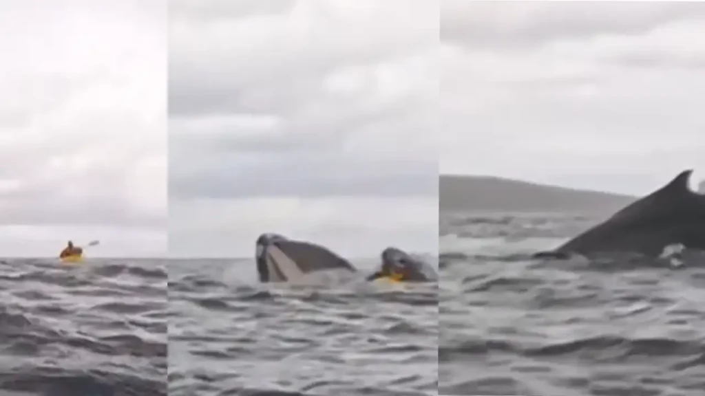 Ballena Traga Hombre en Chile