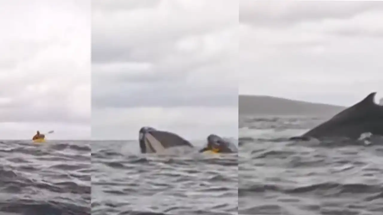 Ballena Traga Hombre en Chile – Descubre la Increíble Historia