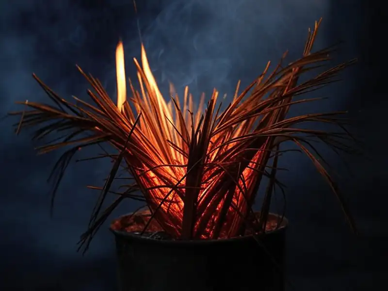 Ramos del Domingo de Ramos quemándose para obtener cenizas.