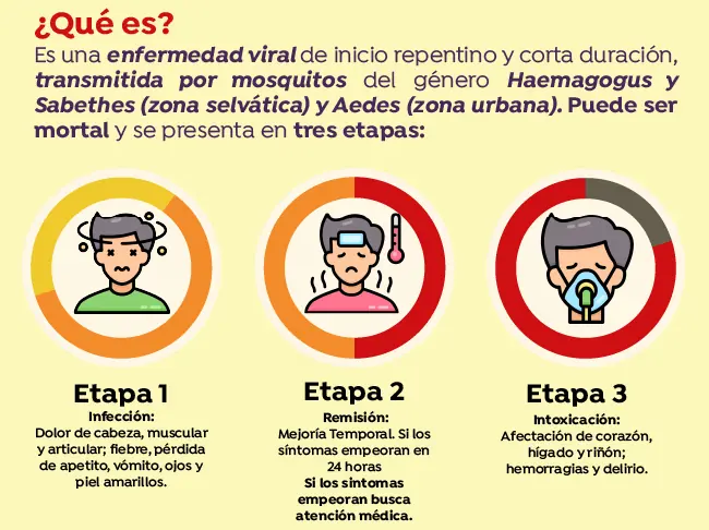Etapas de la fiebre amarilla